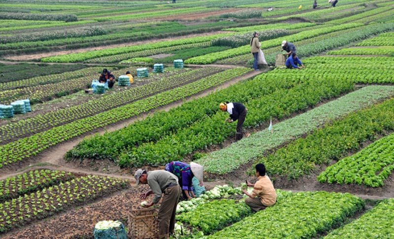 Support for local and sustainable agriculture